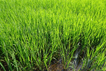Rice field