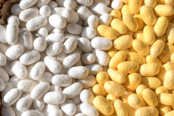 white and yellow silkworm cocoon