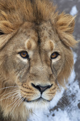 The head of a lion with snowflakes on his forehead. The young Asian lion on snow background. Winter cold is not bad weather for the King of beasts. Beauty of the wild nature.