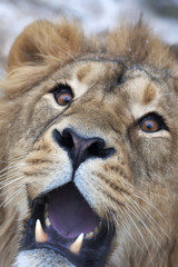 Fototapeta premium The nose of a lion, that choked of photografer's наглости. The head of a lion with snowflakes on his forehead. The young Asian lion on snow background. Beauty of the wild nature.
