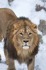 Obraz na płótnie Canvas Siberian lion is looking straight into the camera. The young Asian lion on snow background. Winter cold is not bad weather for the King of beasts. Beauty of the wild nature.