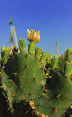 Blooming Prickly Pear cactus with yellow flowers against the blue sky