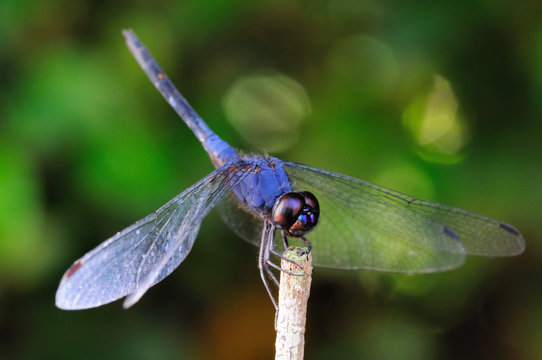 Blue Dragonfly