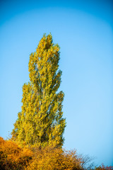 Fototapeta premium Fall tree against the blue sky.