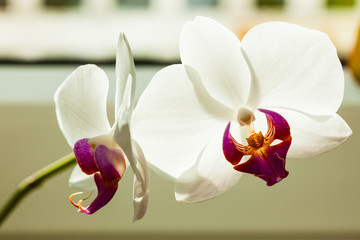 Phalaenopsis. White orchid flower indoor.