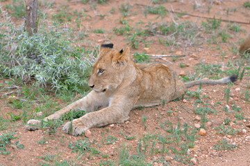 Lionceau allongé, Afrique