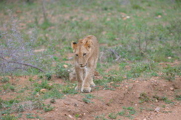 Lionceau, bébé lion