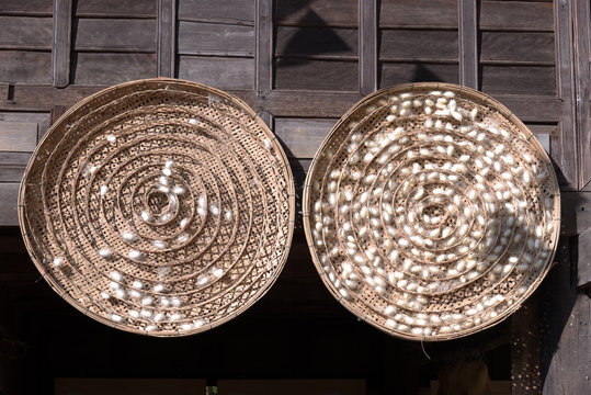 silk worm cocoons in white nests
