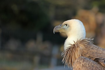 Portrait eines jungen Gänsegeiers (Gyps fulvus) 
