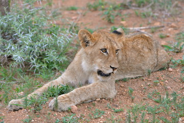 Lionceau, bébé lion, allongé