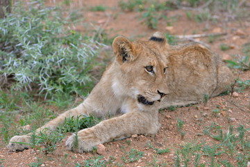 Obraz na płótnie Canvas Lionceau, bébé lion, allongé
