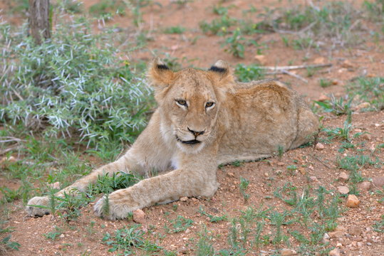 Lionceau Bebe Lion Allonge Stock Photo Adobe Stock