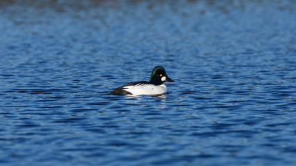 A single male Common Goldeneye Duck swimming in the water on a sunny day.