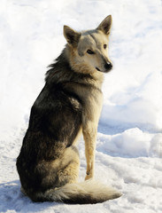 Dog sitting in the snow