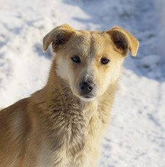 Small dog in snowy weather