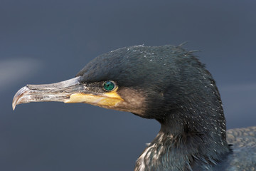 Side face portrait of a common cormorant, Phalacrocorax carbo, or great cormorant or kawau or black cormorant or European cormorant with very beautiful emerald green eyes.