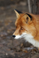Naklejka na ściany i meble Side face portrait of a red fox male, vulpes vulpes, on forest background. The head a beautiful forest wild beast. Smart look of a dodgy vulpes, skilled raptor and elegant animal.