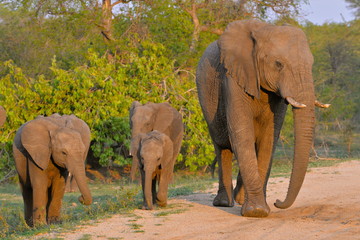 Fototapeta na wymiar Le chef des éléphants avec les petits