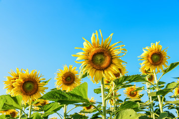 sunflowers in the field with blue sky