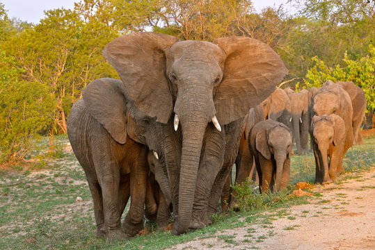 Le chef des &eacute;l&eacute;phants avec les petits