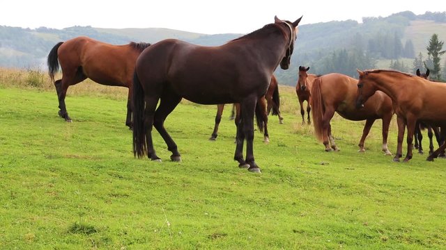 Beautiful horses on the green meadow
