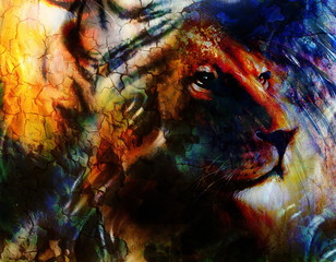 portrait lion, profile portrait, on colorful abstract  background. Abstract color collage with spots.