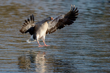 Greylag Goose, goose