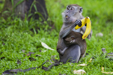 Monkey with baby eating bananas 