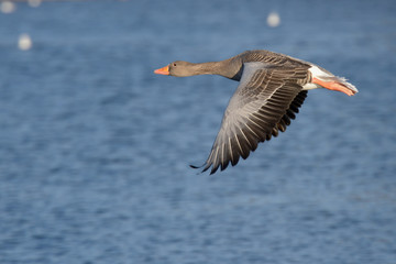 Greylag Goose, goose
