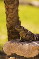 Iguana sitting on a rock near a palm tree 