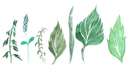 set of plant elements painted watercolor liar - leaf, petal , pi