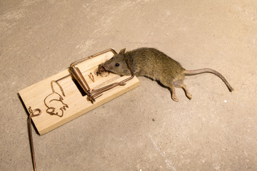 Trapped mouse in a spring-loaded mouse trap.