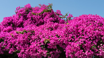 Obraz premium Santorini. Greece