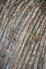Bark of old chestnut closeup