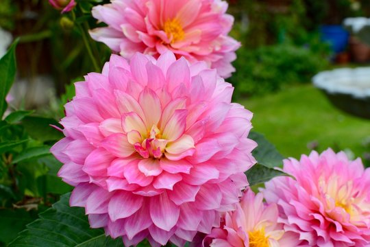 Pink Dahlia Flowers