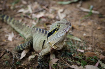 Australian lizard