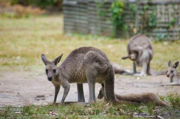 Kangaroos in the yard