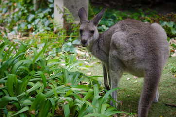 Small kangaroo feeding