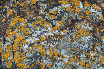 nature abstract pattern on stone surface