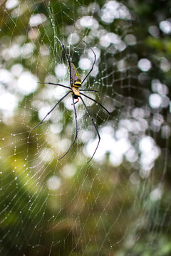Big spider on cobweb