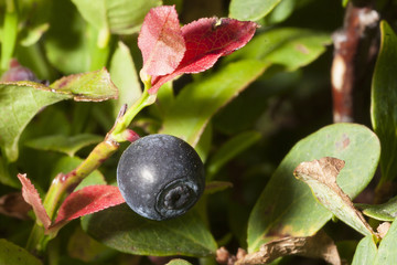Blueberry plant