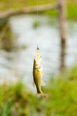 Bass fish on a hook on a fishing line