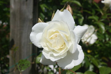 Rose, weiß, Blume, rosa