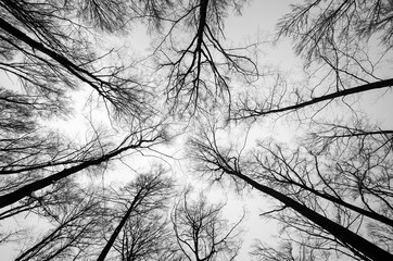Bare trees in the winter.
Silhouettes of the bare beech trees against the cloudy sky.