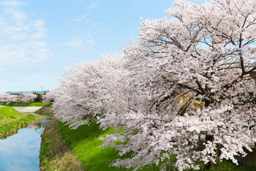 Naklejka premium 桜と青空