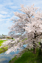 Naklejka premium 桜と青空