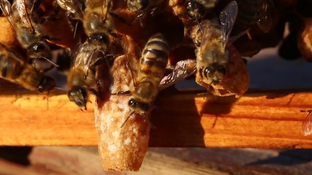 Bees are paying attention to developing larvae Queens bees