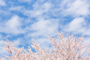 桜と青空