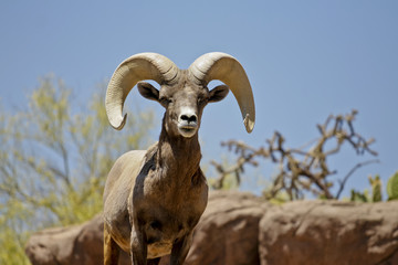 Obraz premium alpha male big horn sheep