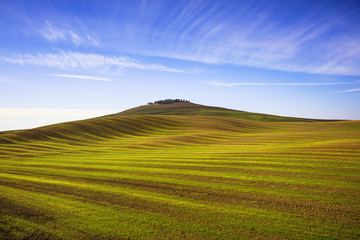 Field striped waves and olive trees uphiill. Tuscany, Italy